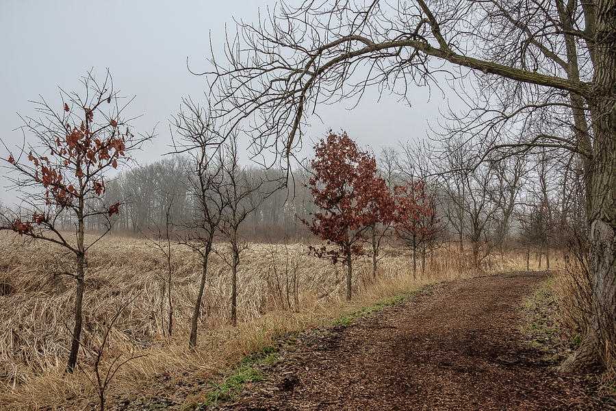 Path on a Foggy Day Photograph by Joni Eskridge