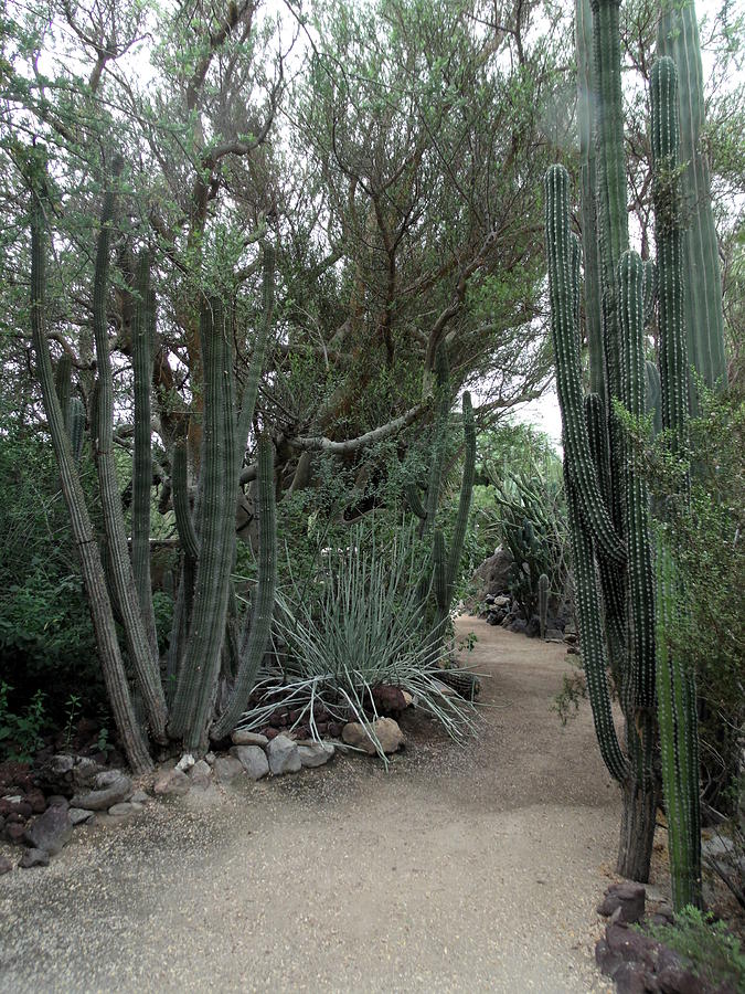 Path Through a Cactus Garden Photograph by Colleen Cornelius