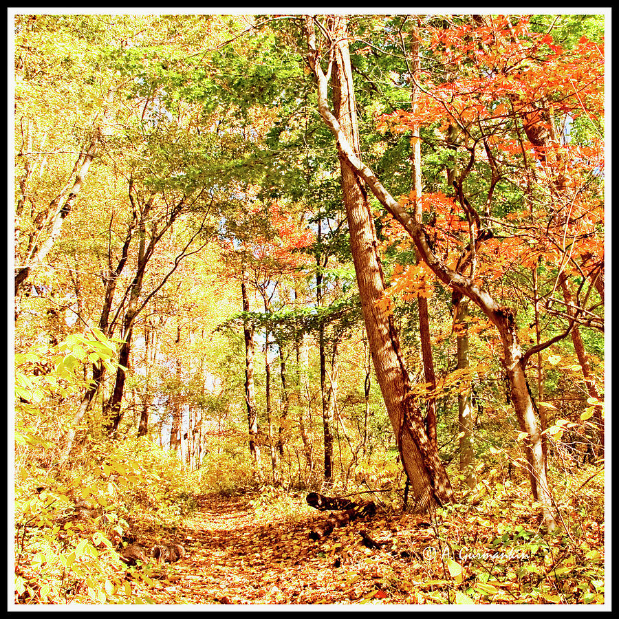 Path Through a Fall Forest Photograph by A Macarthur Gurmankin