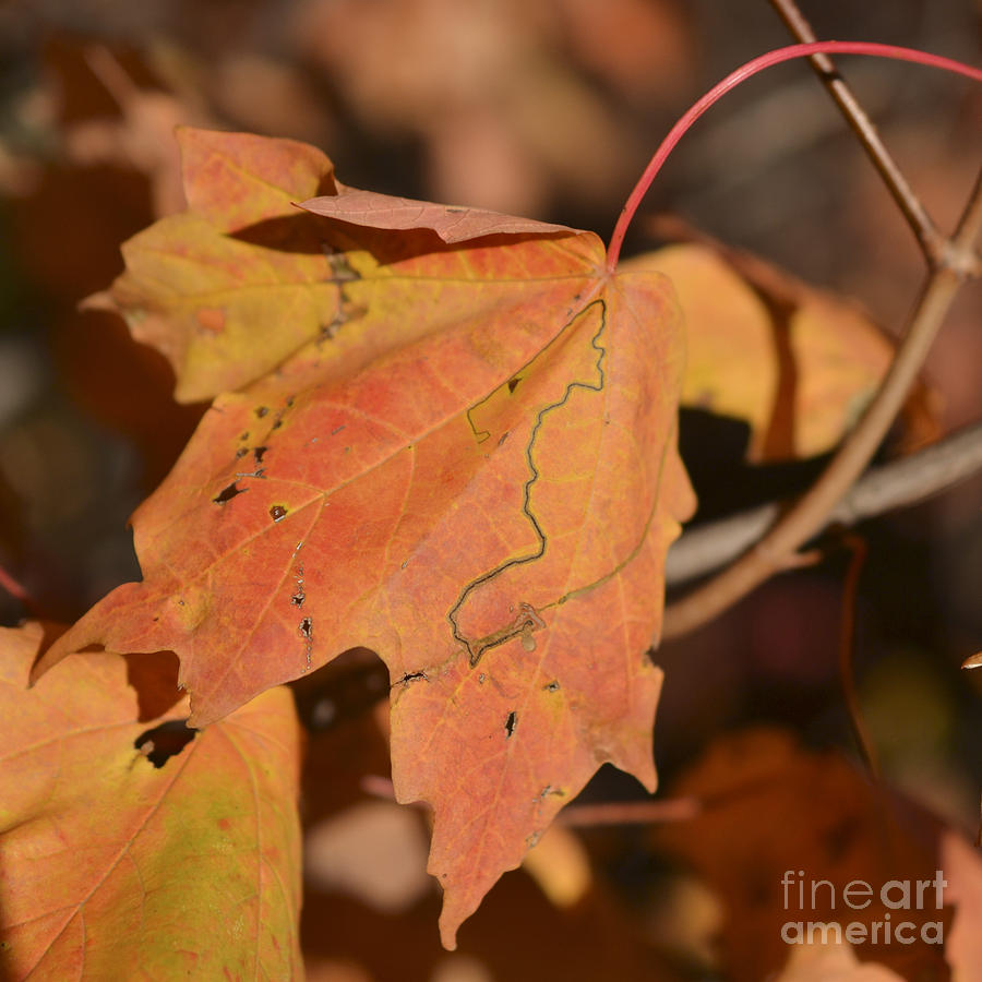 Maple Leaf Photograph - Path Through A Leaf by Alana Boltwood Maple Leaf Photograph - Path Through A Leaf by Alana Boltwood