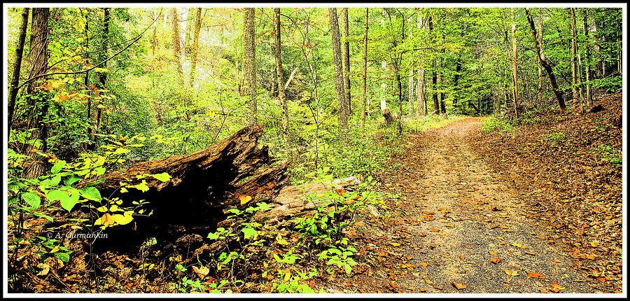 Path Through a Pennsylvania Autumn Forest Photograph by A Macarthur Gurmankin