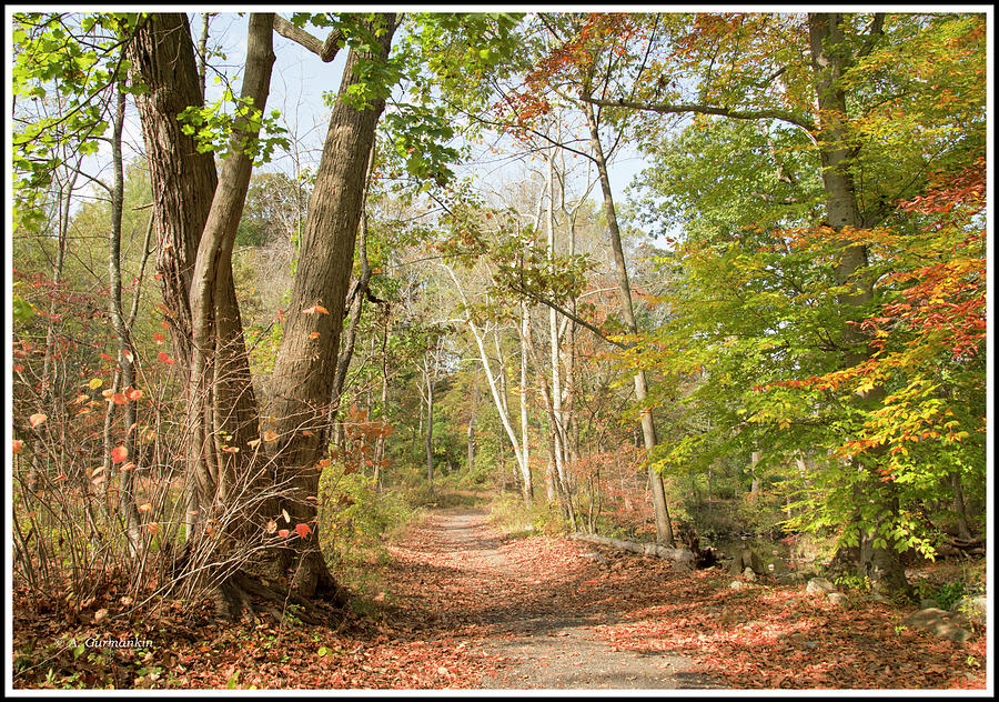 Path Through a Pennsylvania Forest, Autumn Photograph by A Macarthur Gurmankin
