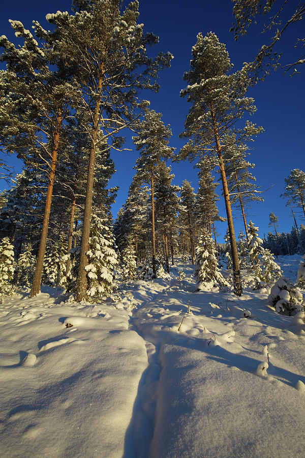 Path Through A Snowy Forest Photograph By Ulrich Kunst And Bettina 