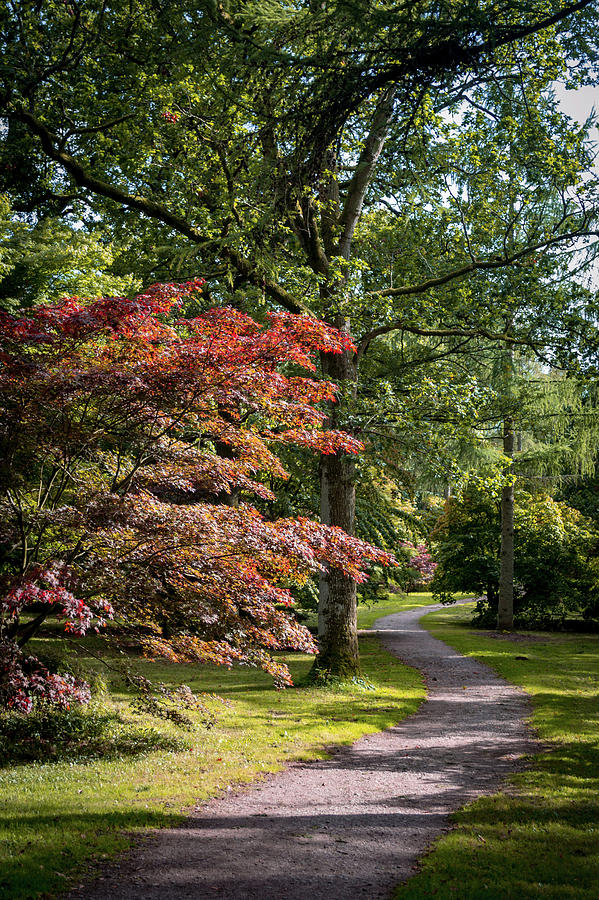 Path through autumn forest Photograph by Scott Lyons