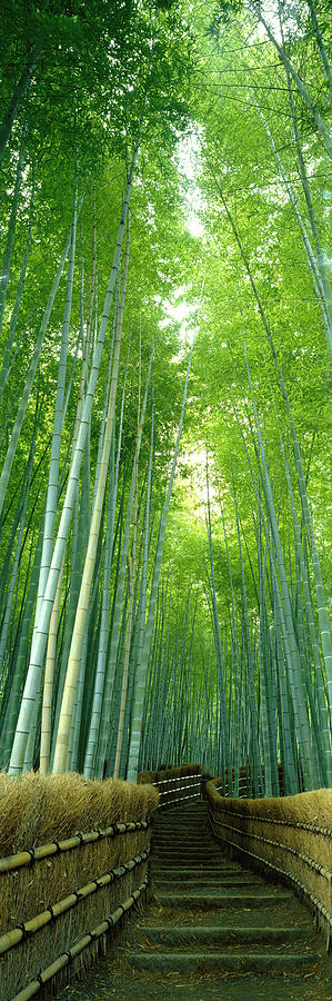 Tree Photograph - Path Through Bamboo Forest Kyoto Japan by Panoramic Images