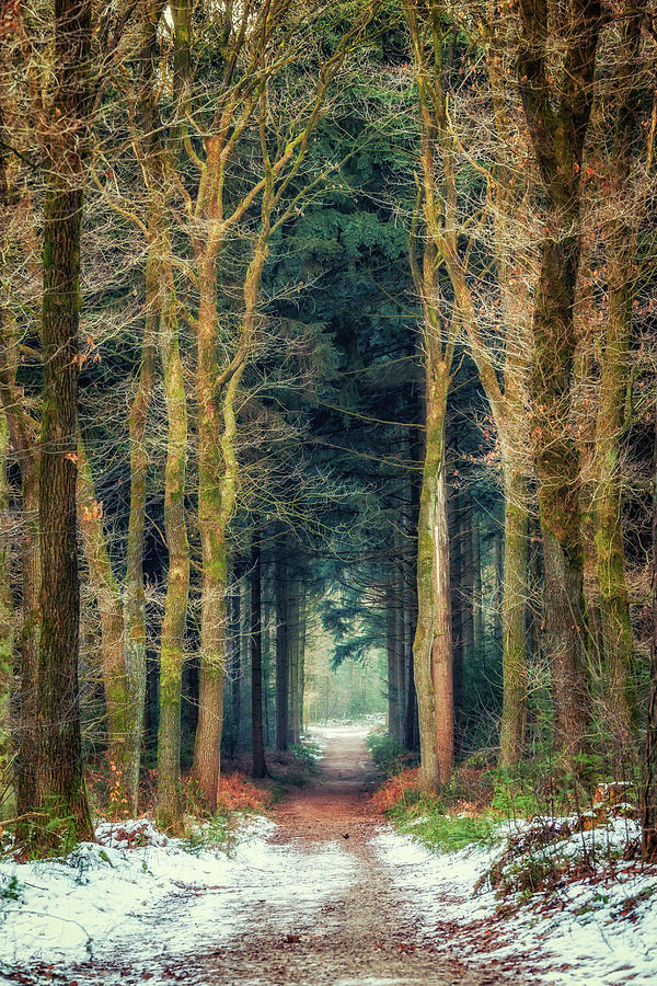Path Through Bergherbos Forest Photograph