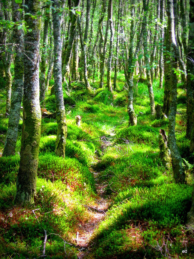 Path through Mossy Forest Photograph by Ellen Didion | Fine Art America