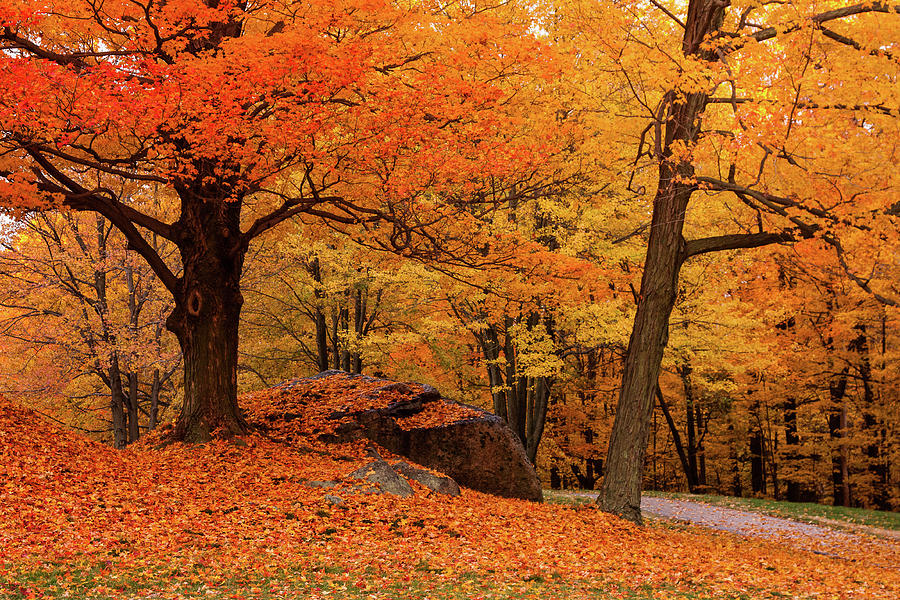 Path through New England fall Foliage Photograph by Jeff Folger