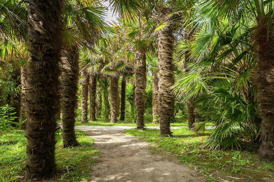 Path Through Palm Trees In A Park Photograph
