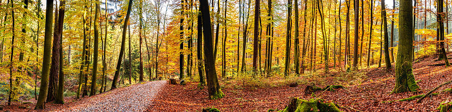Fall Photograph - Path Through Paradisal Forest by Mah FineArt