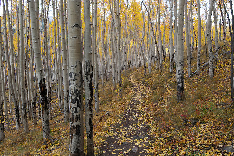Path Through the Aspen Photograph by Cascade Colors