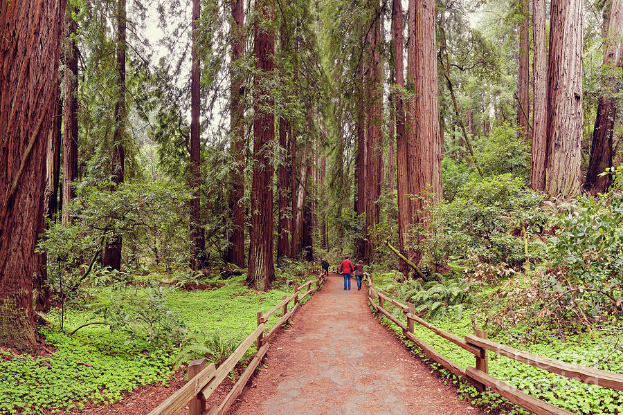 Path through the Bohemian Grove at Muir Woods National Monument - Marin County California Photograph by Silvio Ligutti