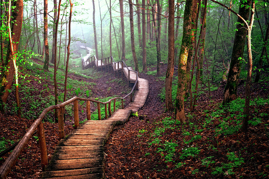 Path Through The Forest Photograph By Daniel Hagerman
