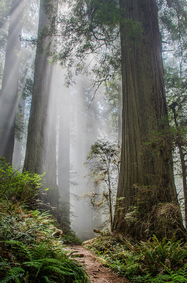 Redwood National Park Photograph - Path Through the Light by Greg Nyquist