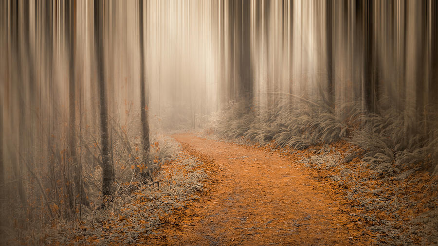 Path Through the Misty Woods Photograph by Don Schwartz