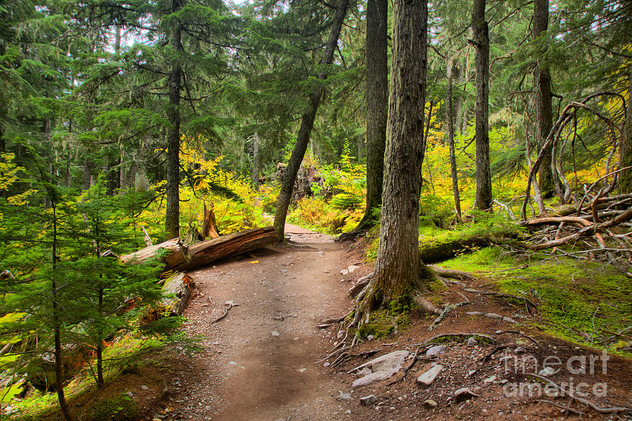 Path Through The Mt. Rianier Forest Photograph by Adam Jewell