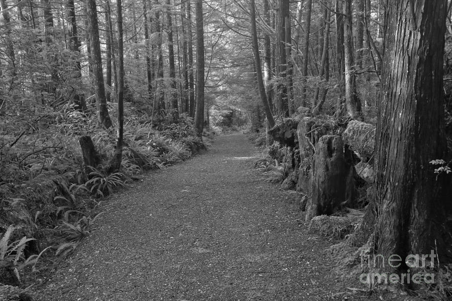 Path Through The Pacific Rim - Black And White Photograph by Adam Jewell