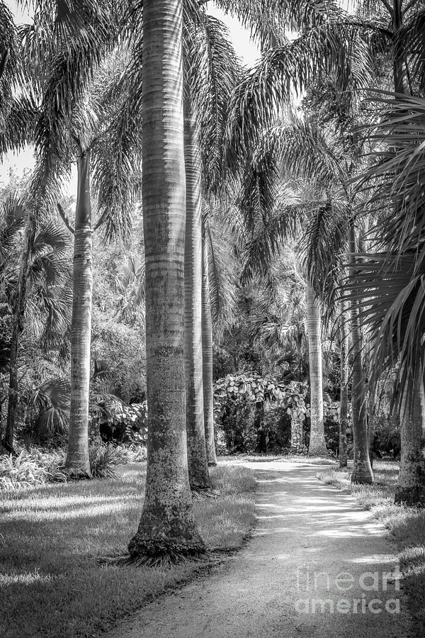 Path Through the Palms, Black and White Photograph by Liesl Walsh