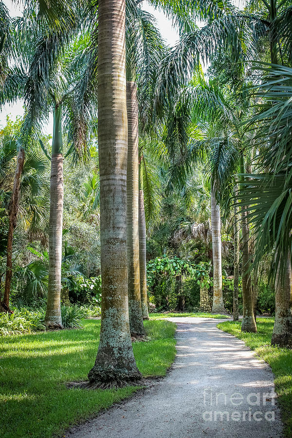 Tree Photograph - Path Through the Palms by Liesl Walsh