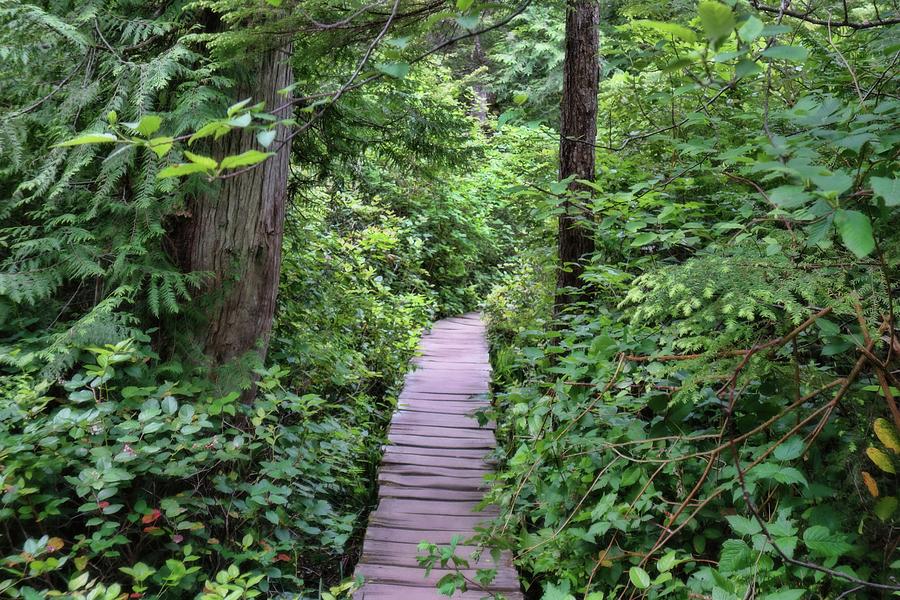 Path Through The Rainforest Photograph by Dan Sproul