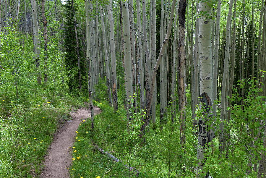 Path through the Summer Aspen Photograph by Cascade Colors