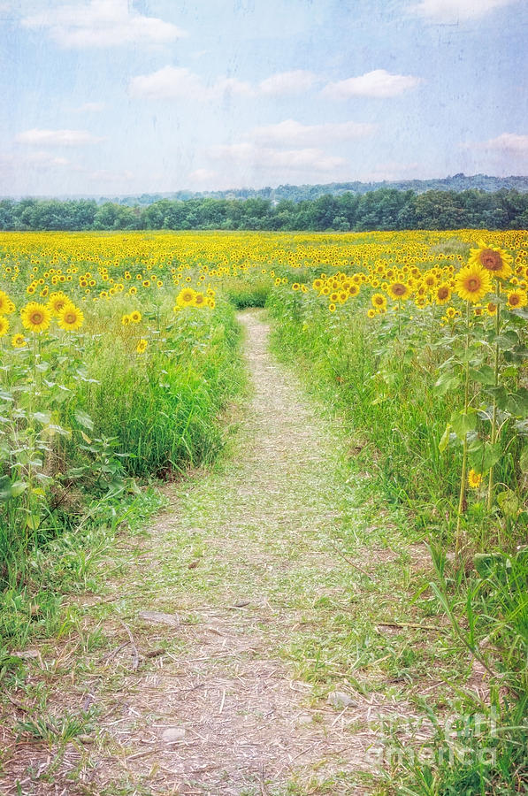 Path through the Sunflowers Photograph by Debra Fedchin