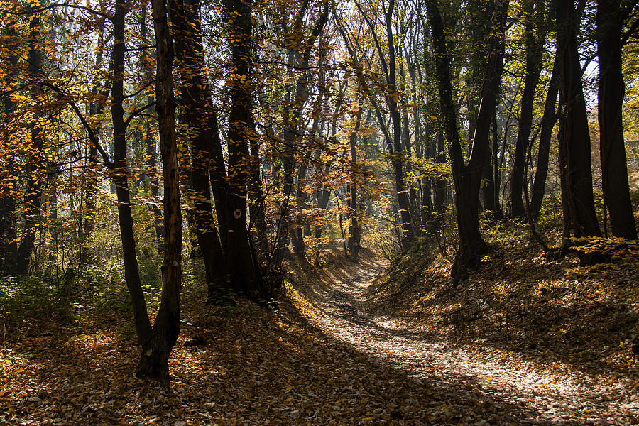 Path through the woods Photograph by Dragan Lapcevic - Fine Art America