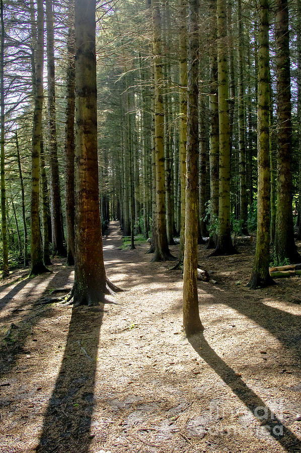 Path through the woods. Photograph by Elena Perelman