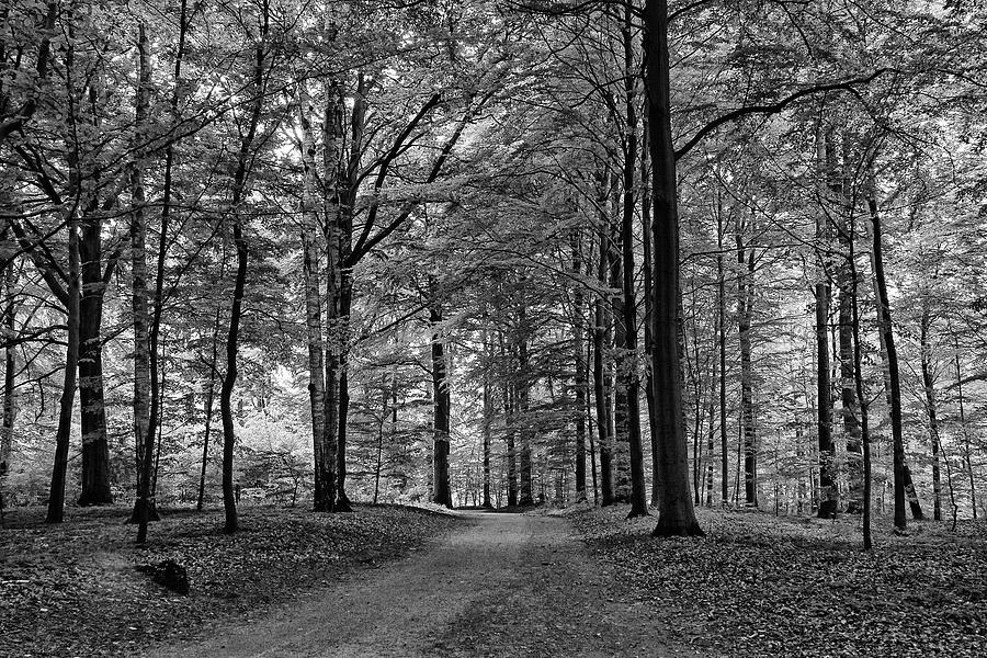 Path throught he forest Photograph by Inge Riis McDonald