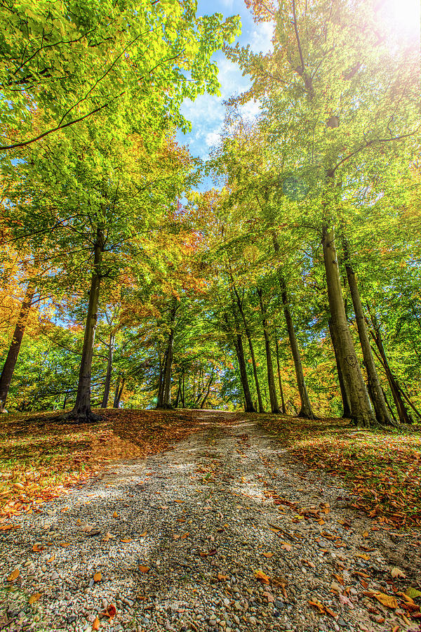 Path to Autumn  Photograph by John McGraw