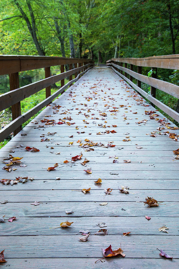Path To Autumn Photograph by Karol Livote