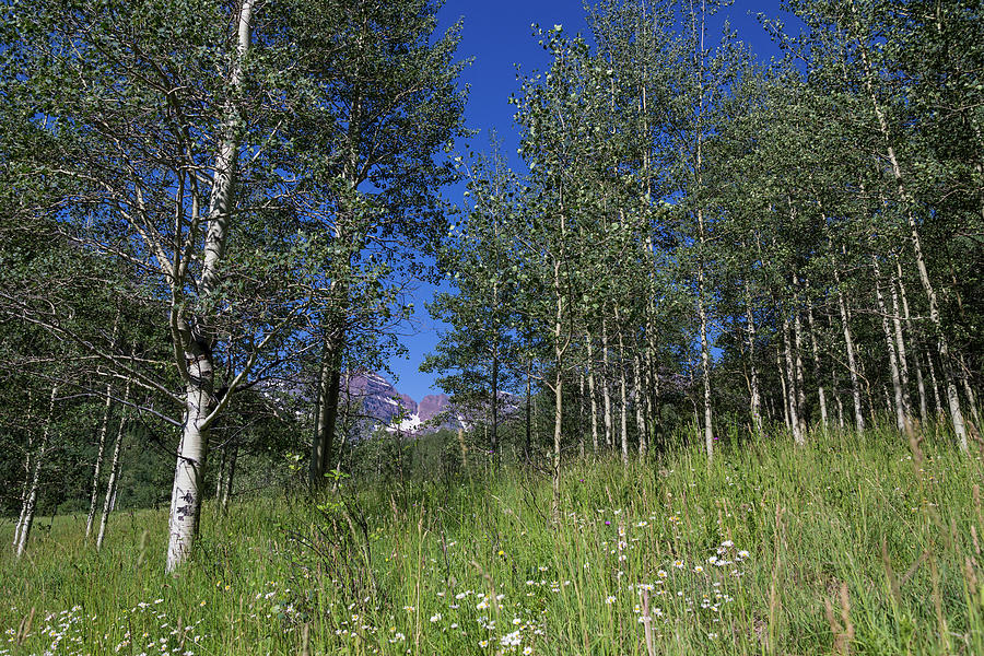 Path to Bells by Robert Gray Path to Bells by Robert Gray