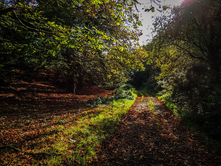 Path to Killone Abbey Photograph by James Truett