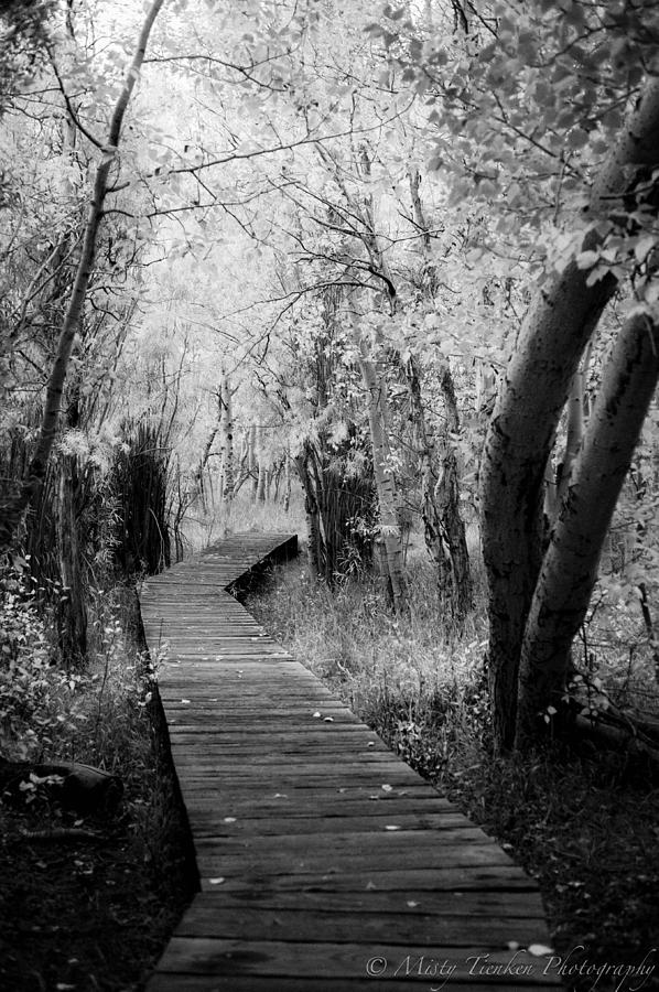 Path to Nowhere Photograph by Misty Tienken