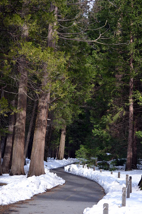 Path to Paradise Photograph by Christine Owens Path to Paradise Photograph by Christine Owens