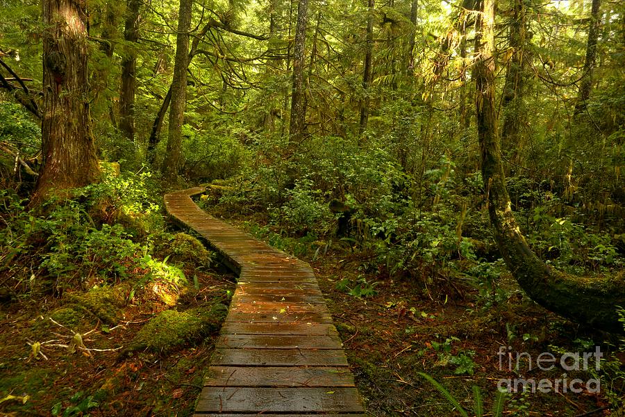 Forest Path Photograph - Path To Serenity by Adam Jewell