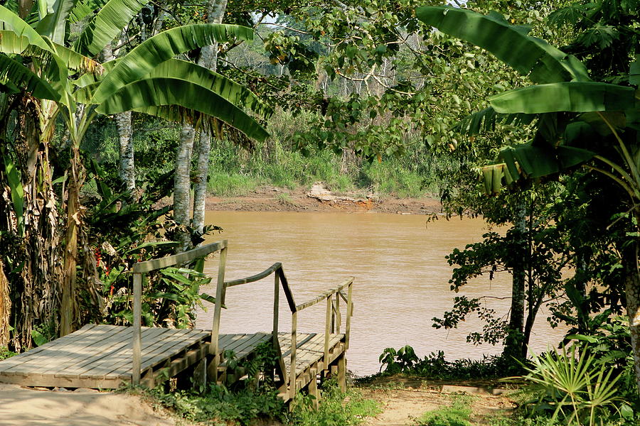 Path to the Amazon River Photograph by Brandy Little