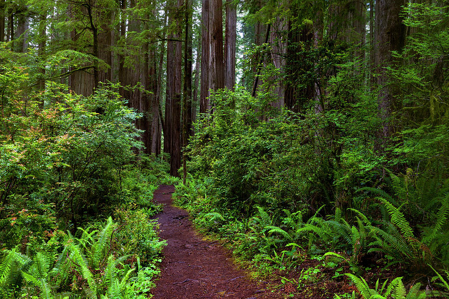 Path To The Big Trees Photograph by Rick Pisio