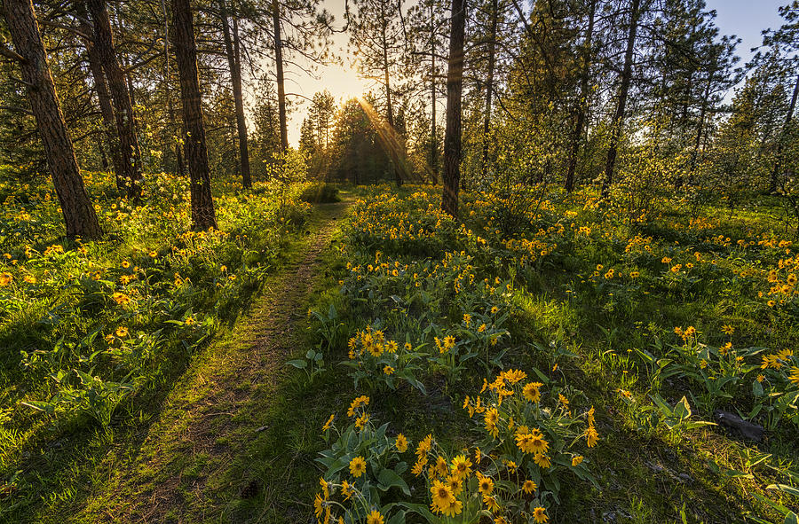 Path to the Golden Light Photograph by Mark Kiver