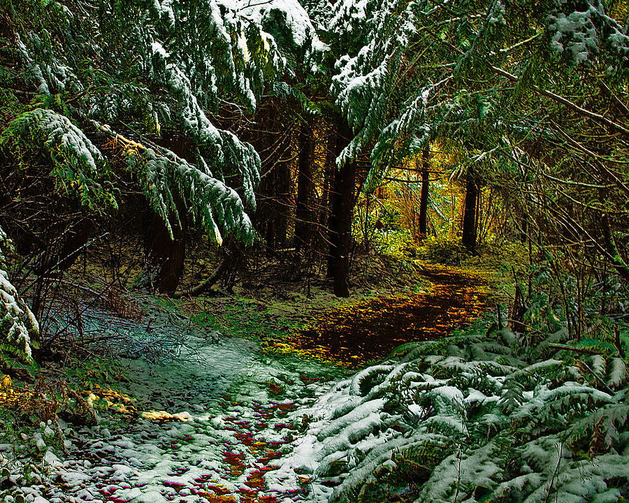Winter Photograph - Path to the Light by Wilbur Young