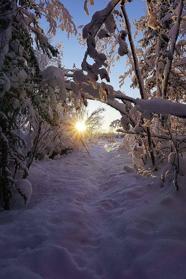 Path to the Mackenzie - Inuvik Photograph by Desmond Raymond