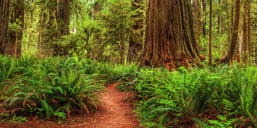Path To The Redwoods Photograph