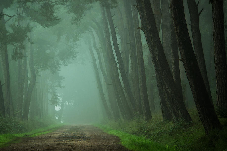 Path to the Unknown Photograph by Martin Podt - Fine Art America