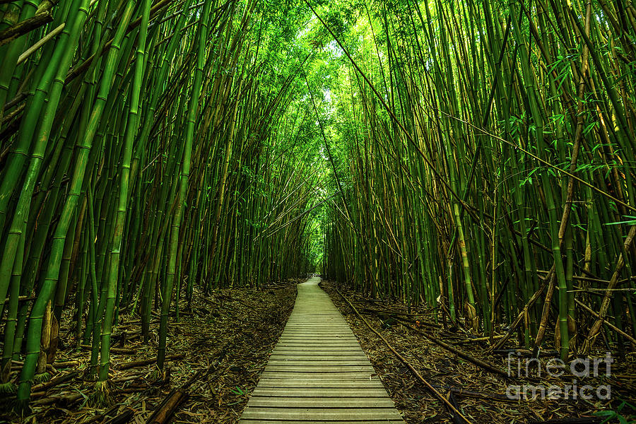Haleakala National Park Photograph - Path to Zen by Jamie Pham