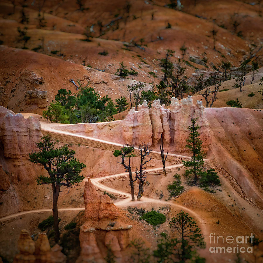Paths of Bryce Canyon Photograph by Doug Sturgess