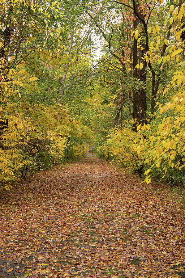Fall Photograph - Pathway in Bare Cove Park, Hingham, MA by Adam Gladstone
