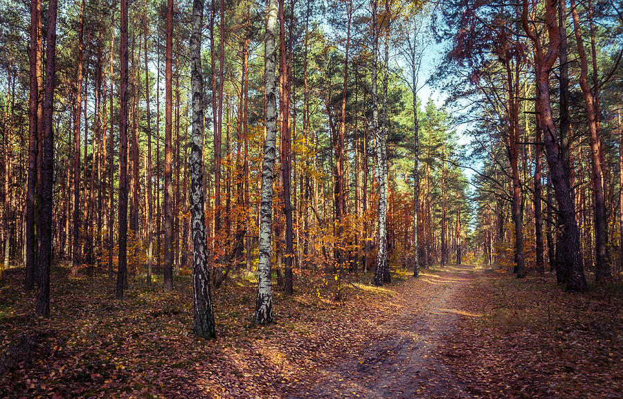 Nature Photograph - Pathway in the autumn forest by Dmytro Korol