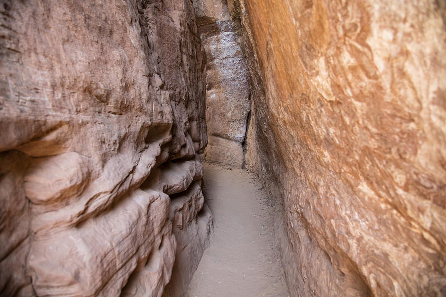 Pathway in Zion  Photograph by John McGraw