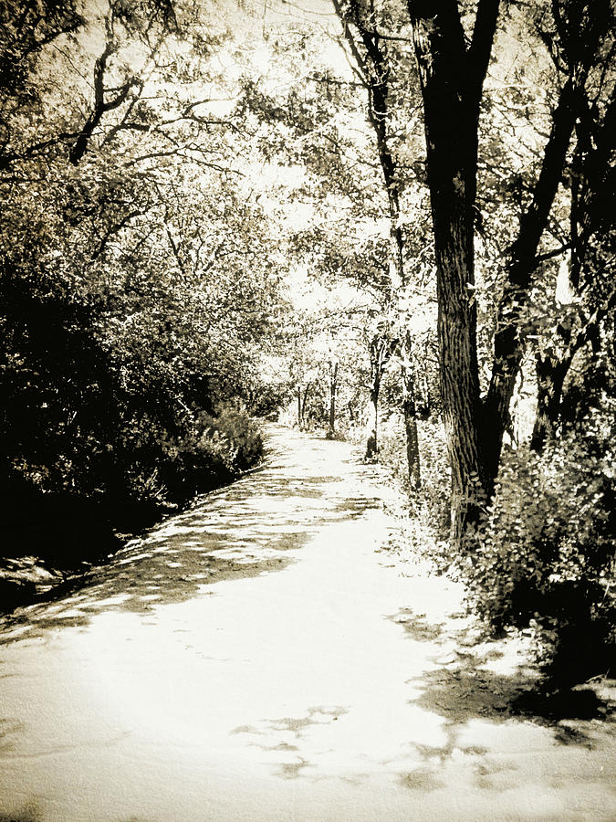 Pathway Photograph by Julie Hamilton
