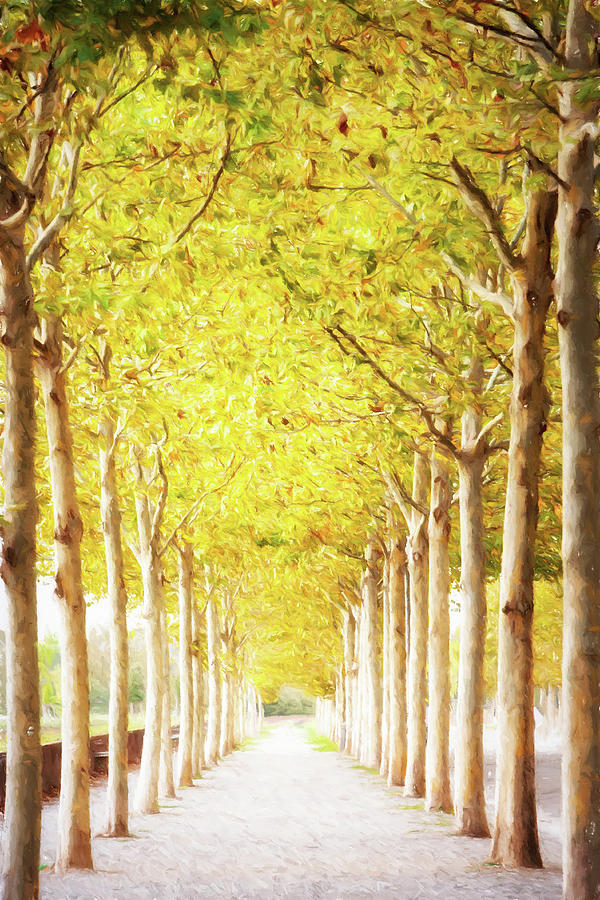 Nature Photograph - Pathway Lined With Trees Artistic Painting by Good Focused